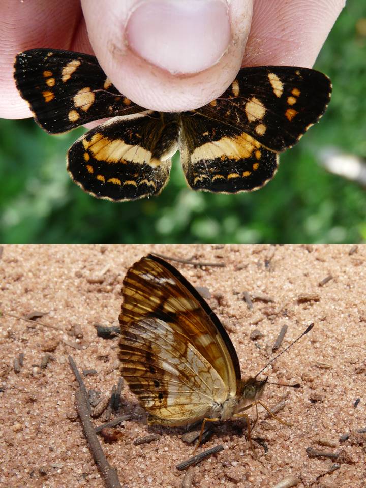 FIGURE 2e FIGURE 2e